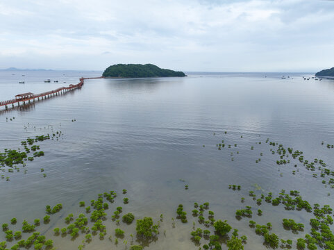 海陵岛红树林湿地