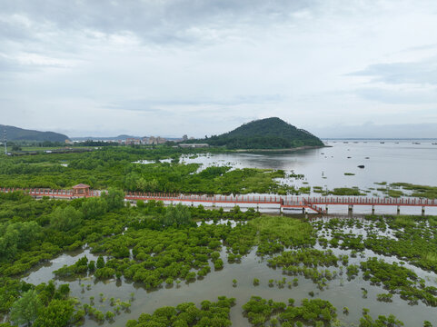 海陵岛红树林湿地