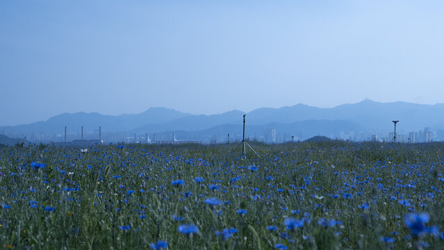 蓝色花海