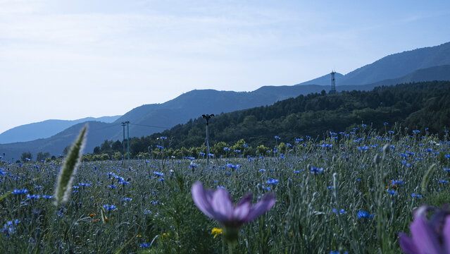花海西山