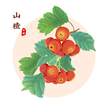 山楂插画