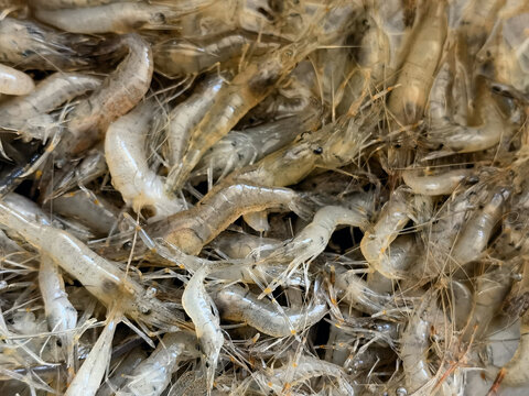 新鲜生河虾