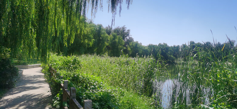 公园风景