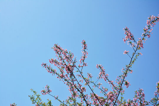 海棠花枝