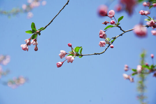 海棠花开