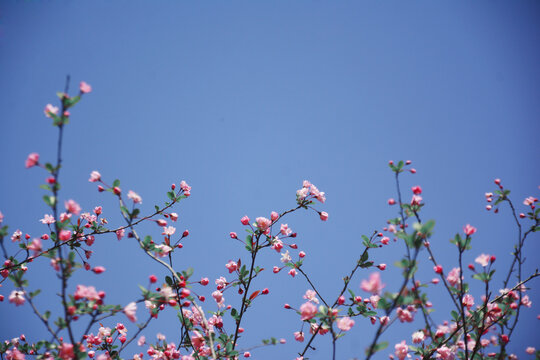 天空与花枝