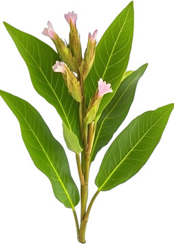 [免抠素材]白色背景上的绿叶粉花