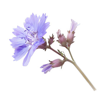 [免抠素材]白色背景上的单朵紫色菊苣花