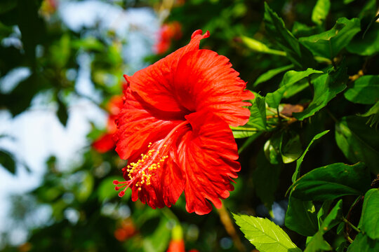 红色木槿花
