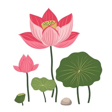 盛开的荷花矢量插画