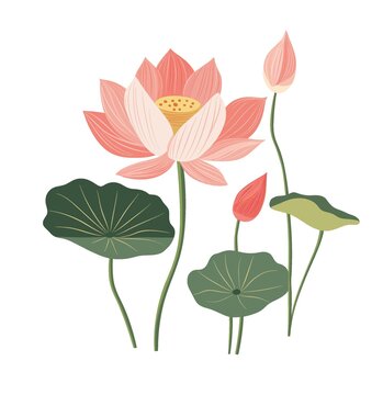 荷花矢量图
