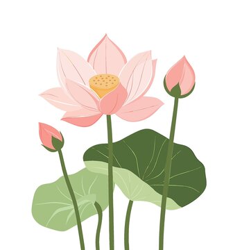 荷花插画