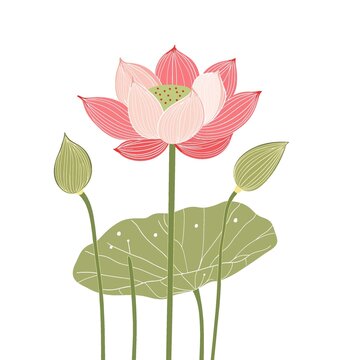 荷花矢量
