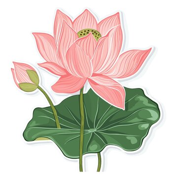 荷花素材矢量图