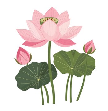 荷花