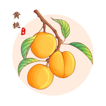 黄桃插画