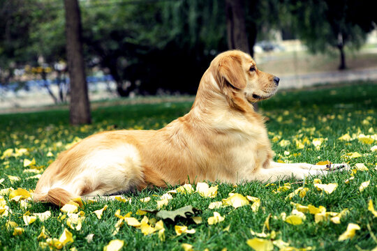 金毛犬