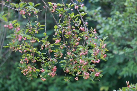 褐花苹果