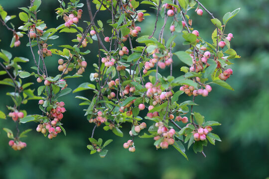 褐花苹果