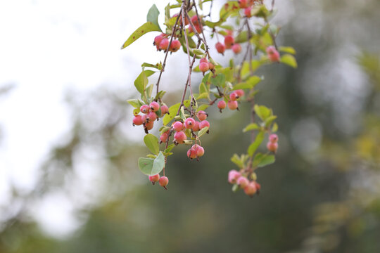 褐花苹果