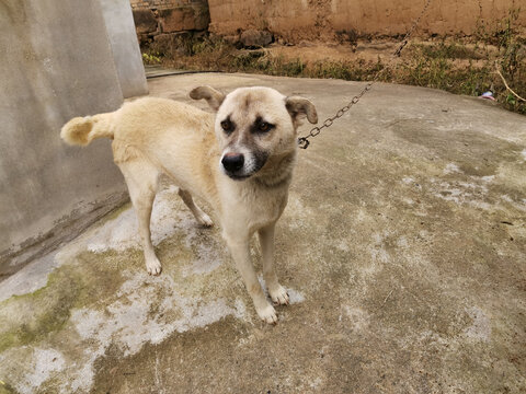 土狗