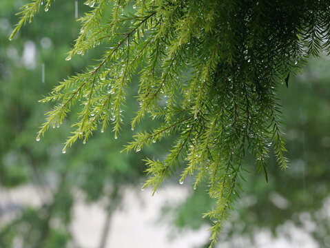 叶子上的水珠