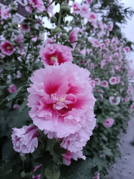 蜀葵