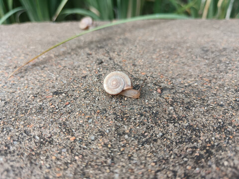 蜗牛