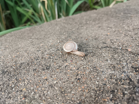 蜗牛