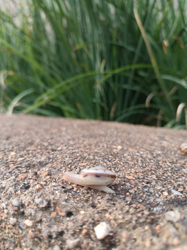 蜗牛