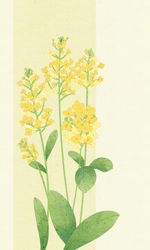 油菜花