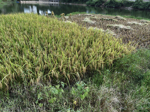 稻谷与稻草对比图