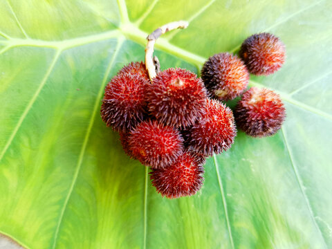 砂仁果