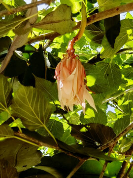 昙花