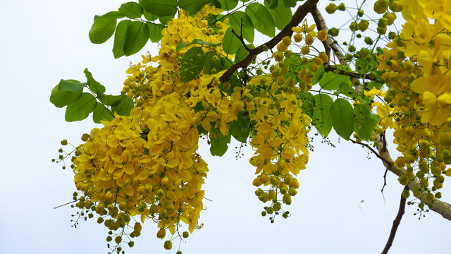 金链花