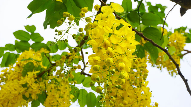 金链花