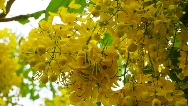 金链花
