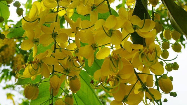 金链花