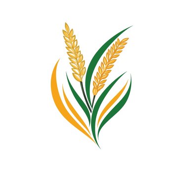 稻穗麦穗大米农作物