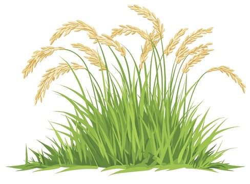 麦穗