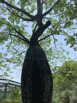 杉树