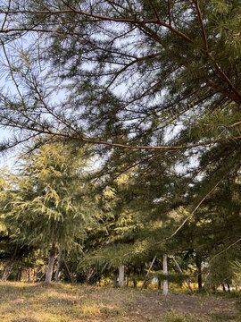 中山杉