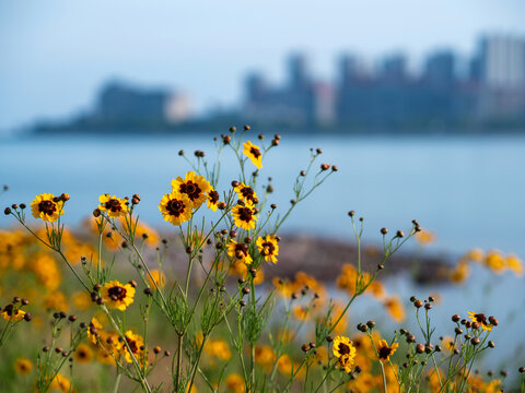 城市背景菊花