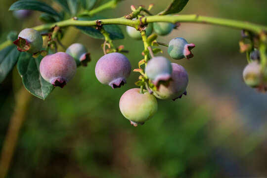 蓝莓特写