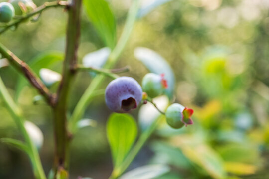 蓝莓