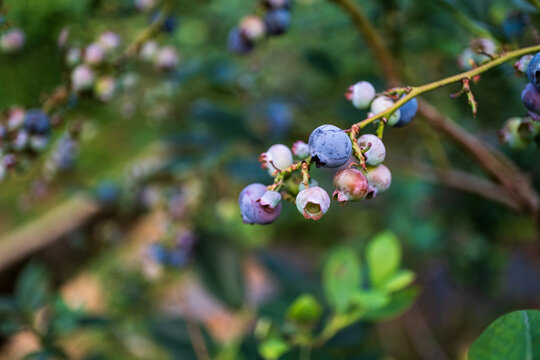 树上的蓝莓