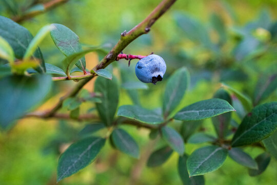 树上的蓝莓