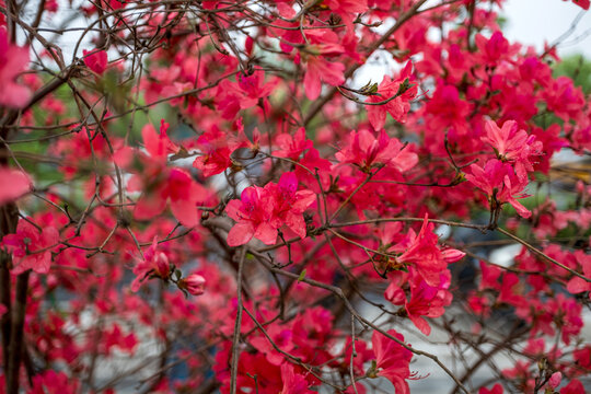 杜鹃花