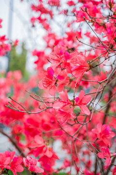 杜鹃花