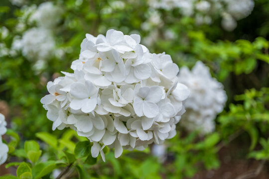 绣球花